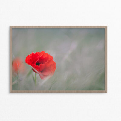 Plakat, blomst, valmue A3 Plakat, blomst, valmue