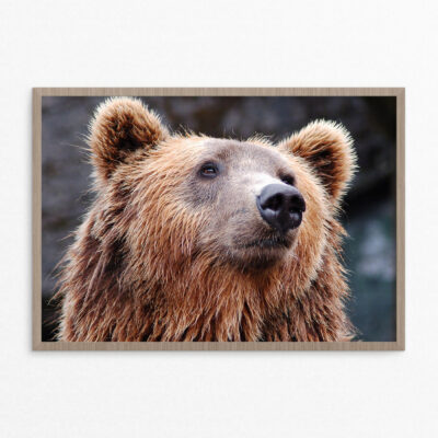 Plakat, dyr, brun bjørn A3 Plakat, dyr, brun bjørn