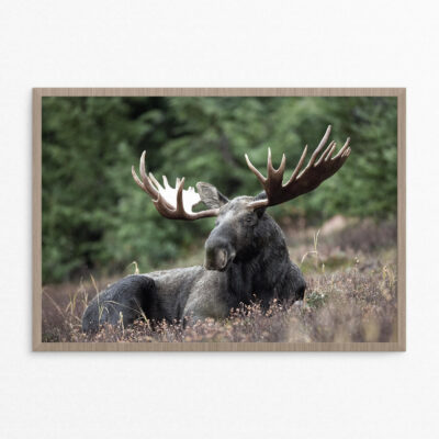 Plakat, dyr, elg A3 Plakat, dyr, elg