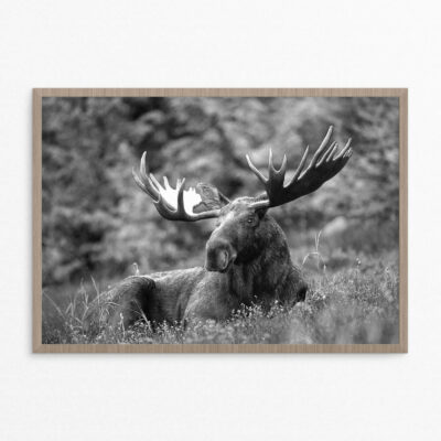 Plakat, dyr, elg sh A3 Plakat, dyr, elg