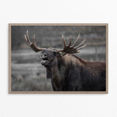 Plakat, dyr, elgko A3 Plakat, dyr, elgko
