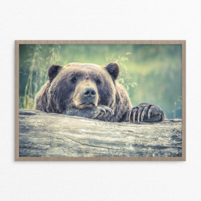 Plakat, dyr, grizzly A3 Plakat, dyr, grizzly