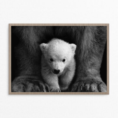 Plakat, dyr, isbjørn A3 Plakat, dyr, isbjørn