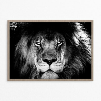 Plakat, dyr, løve 1 A3 Plakat, dyr, løve