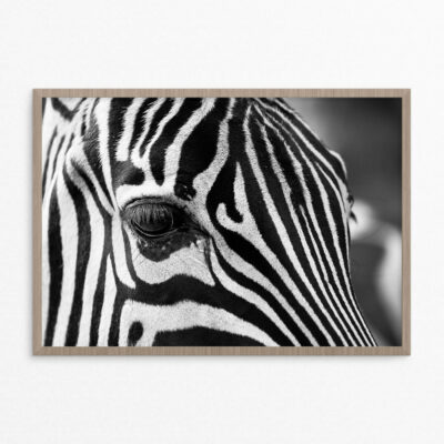 Plakat, dyr, zebra 1 A3 plakat, dyr, zebra