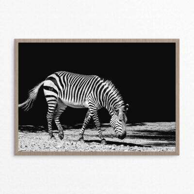 Plakat, dyr, zebra 2 A3 Plakat, dyr, zebra