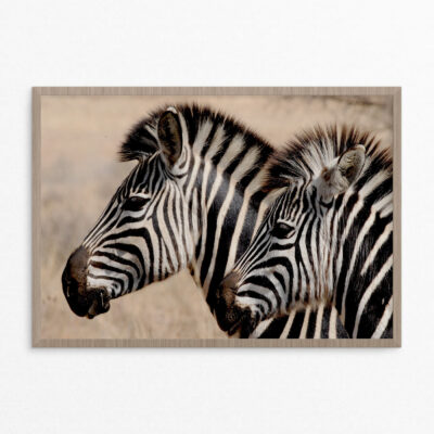 Plakat, dyr, zebra 3 A3 plakat, dyr, zebra