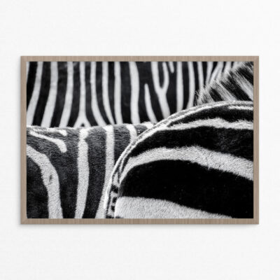 Plakat, dyr, zebra 4A3 Plakat, dyr, zebra