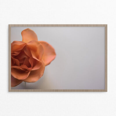 plakat, blomst, orange A3 plakat, blomst, orange