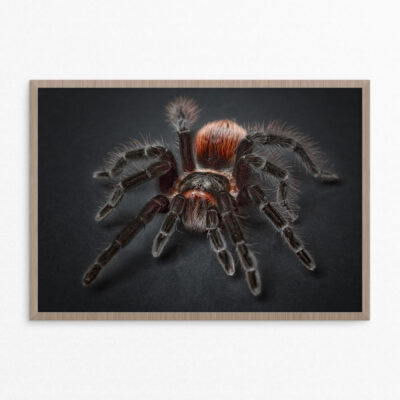 plakat, dyr, edderkop 5 A3 plakat, dyr, edderkop