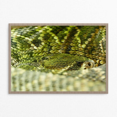 plakat, slange, A3 plakat, slange