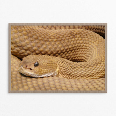 plakat, slange, edt. 1A3 plakat, slange