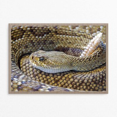 plakat, slange, edt. 2 A3 plakat, slange,