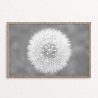 plakat, blomst, mælkebøtte 50-70 plakat, blomst, mælkebøtte