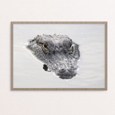 plakat, dyr, alligator 50-70 plakat, dyr, alligator