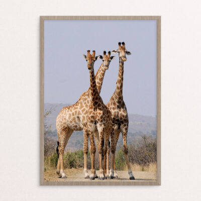 plakat, dyr, giraffer A3 plakat, dyr, giraffer