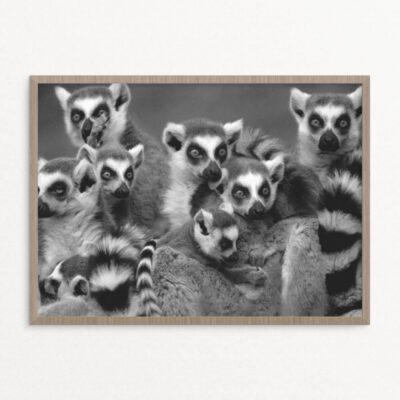 plakat, dyr, lemurer A3 plakat, dyr, lemurer
