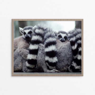 plakat, dyr lemurer edt. 1 plakat, dyr lemurer