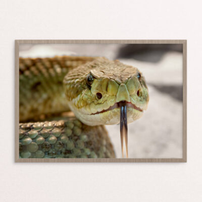 plakat, dyr, slange 4 A3 plakat, dyr, slange