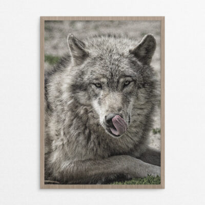 billig plakat, dyr, ulv A3 billig plakat, dyr, ulv