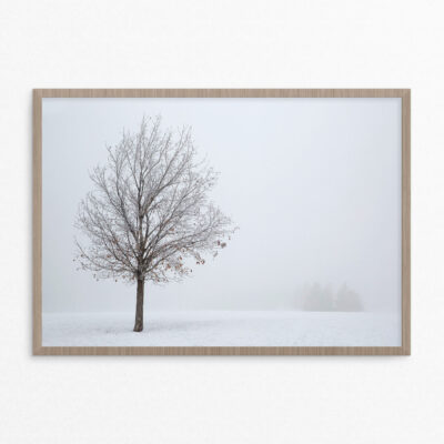 plakat, natur,skov, enkelt træ A3 plakat, natur,skov, enkelt træ