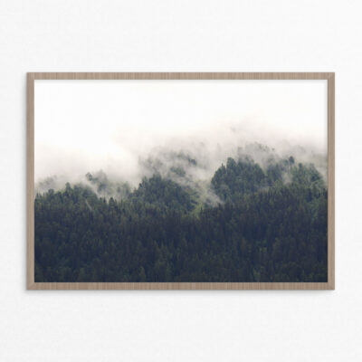 plakat, natur,skov, gran A3 plakat, natur,skov, gran